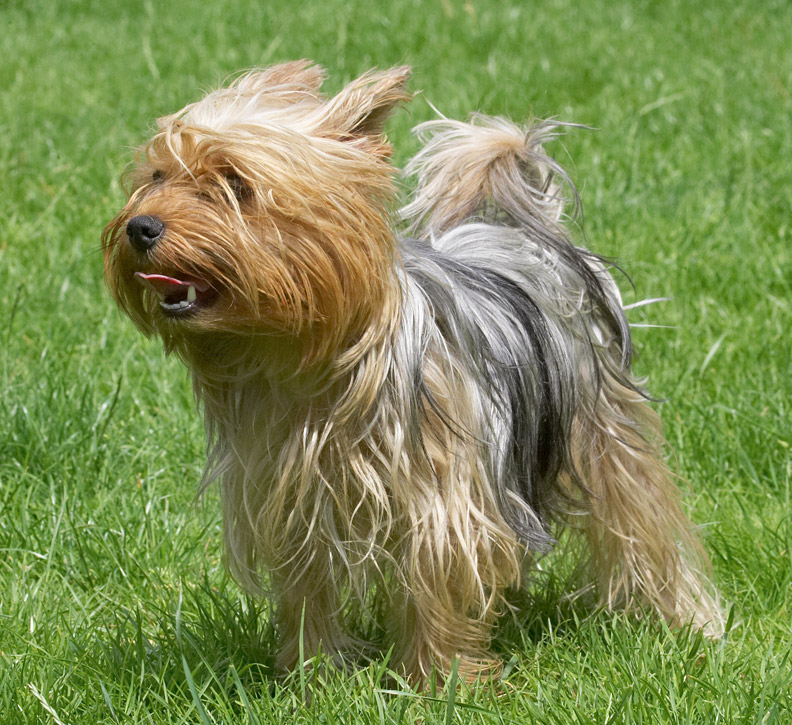The wind swept look!
