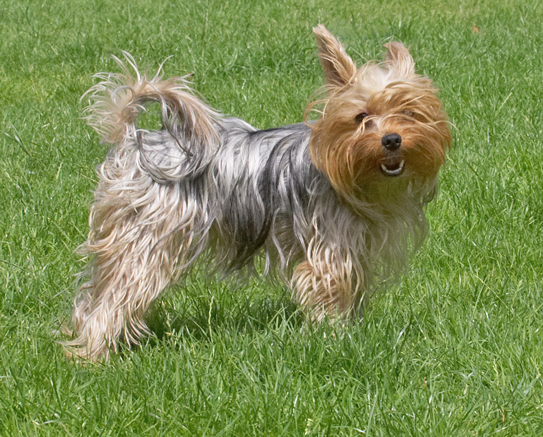 This is my shaggy dog look!