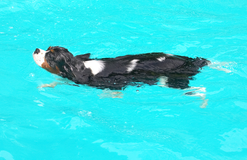 Is it a seal?  No, I'm a dog