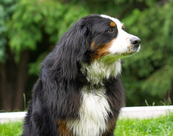 Bernese Mountain Dog, Digby, Dogs