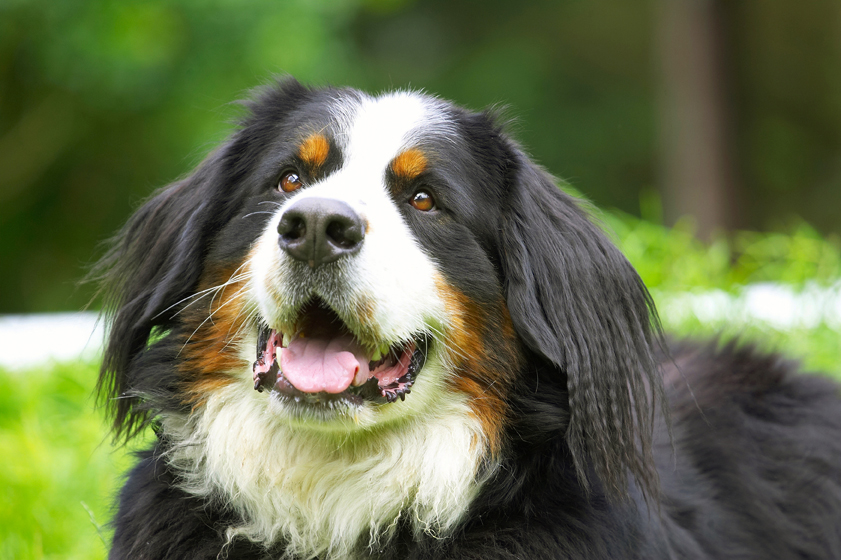 Bernese Mountain Dog, Digby, Dogs, Tongue