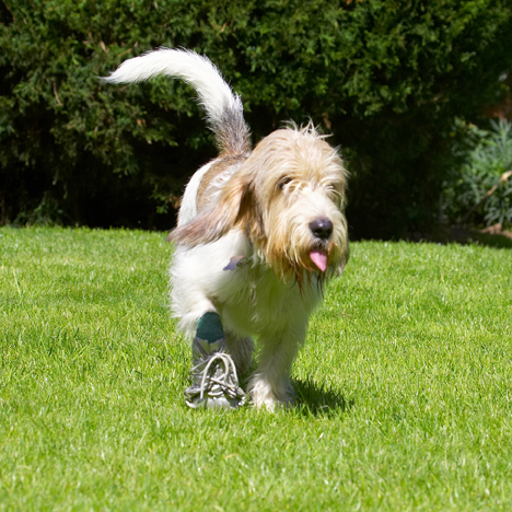 Dog, Dogs, Grand Vendeed Bassett Hound, Hounds, Libbie, Tongue
