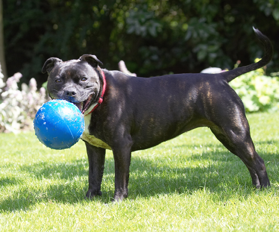 Dog, Dogs, Kira, Staffordshire Bull Terrier, Terriers