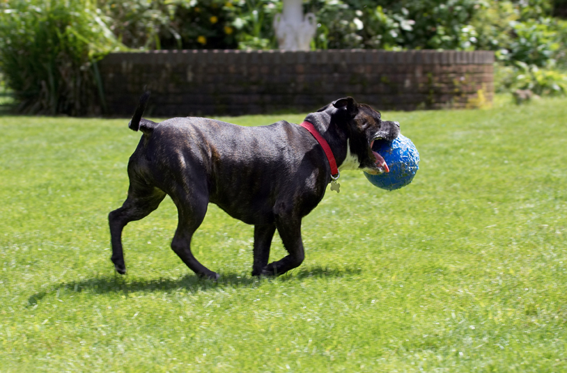Dog, Dogs, Kira, Staffordshire Bull Terrier, Terriers