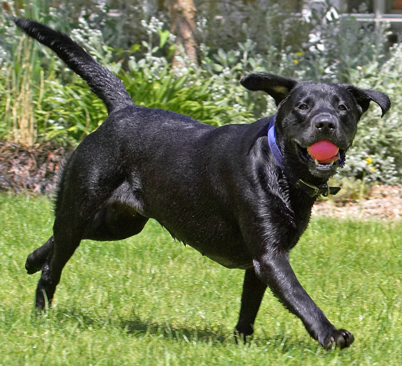 Look, Dad, flying ears