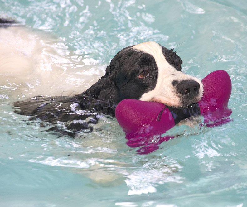 Charlie And The Floating Dog Bone
