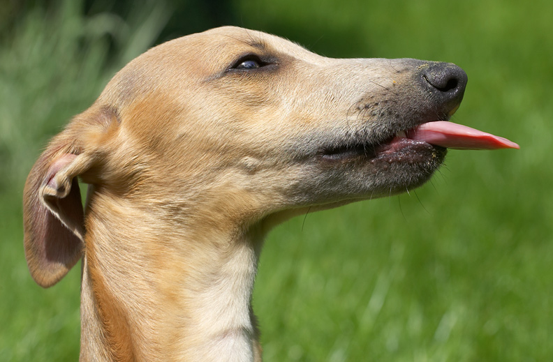 Look, I have a model's neck
