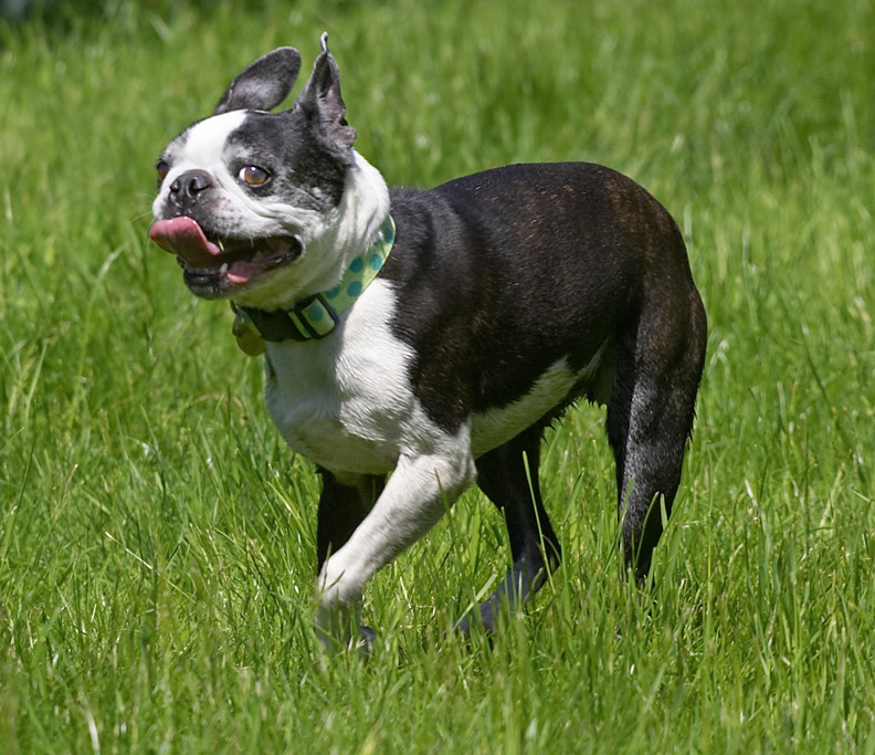 I'm on the hunt for that rubber bone