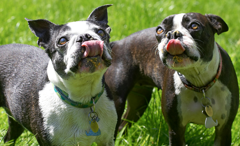 This is finger-lickin', we mean nose-lickin', good