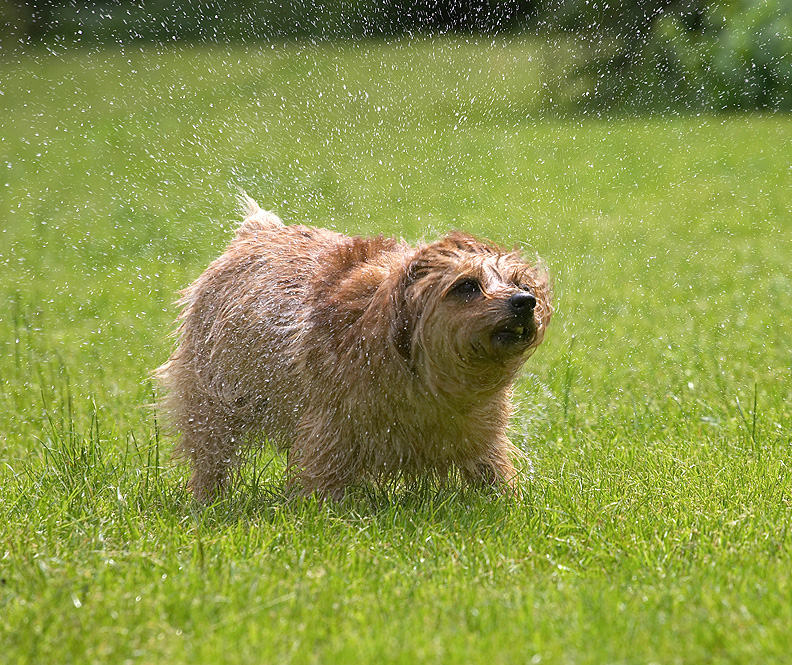 Shakin' the spray