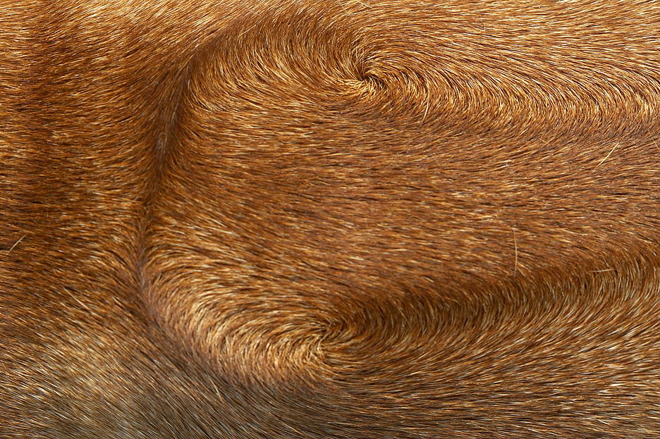 The defining characteristic of a Rhodesian Ridgeback........