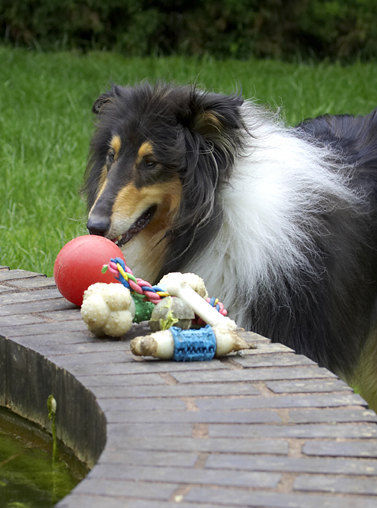 Collies, Dog, Dogs, Rough collie, Scooby