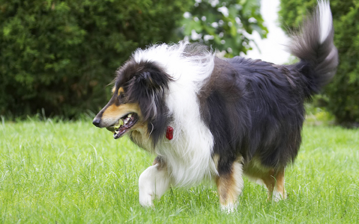 Collies, Dog, Dogs, Rough collie, Scooby