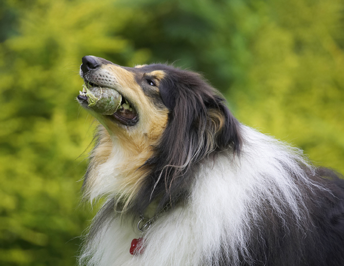 Collies, Dog, Dogs, Rough collie, Scooby