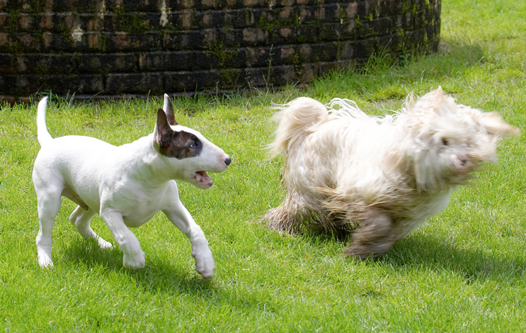 Dog, Dogs, English Bull Terrier, Friends, Mana, Play, Playing, Playtime, Run, Running, Rupert, Terriers, Tibetan Terrier