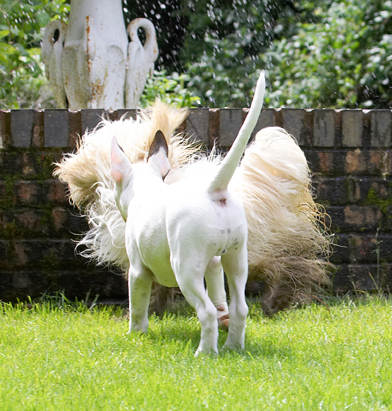 Dog, Dogs, English Bull Terrier, Friends, Mana, Play, Playing, Playtime, Run, Running, Rupert, Terriers, Tibetan Terrier