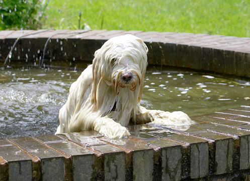 Dog, Dogs, Fountain, Play, Playing, Playtime, Rupert, Swimming, Terriers, Tibetan Terrier, Water