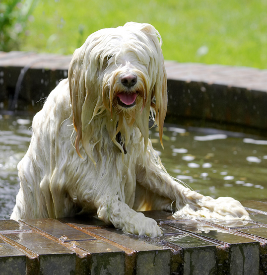 Dog, Dogs, Fountain, Play, Playing, Playtime, Rupert, Swimming, Terriers, Tibetan Terrier, Tongue, Water