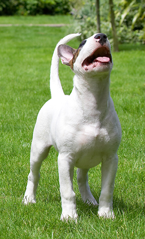 Dog, Dogs, English Bull Terrier, Mana, Terriers, Tongue