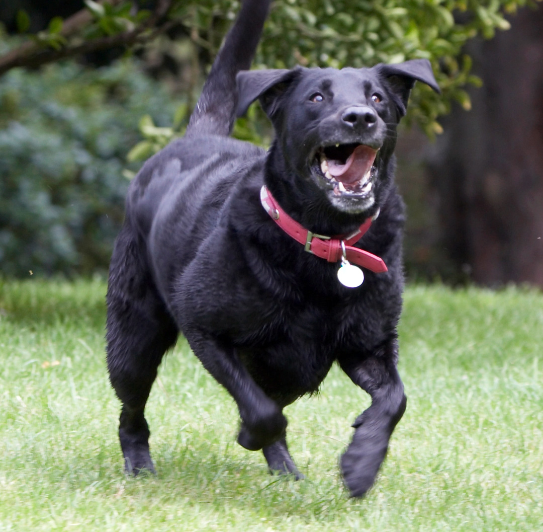 Animal, Animals, Canine, Canines, Dog, Dogs, Ffion, Labrador, Labradors, Land Mammal, Land Mammals, Play, Playing, Playtime, Run, running, Terrestrial Mammal, Terrestrial Mammals