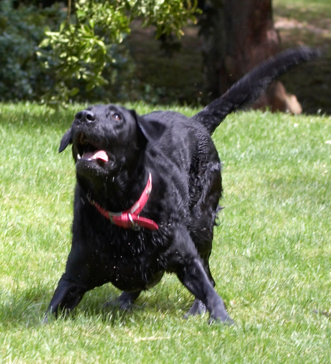 Animal, Animals, Canine, Canines, Dog, Dogs, Ffion, Labrador, Labradors, Land Mammal, Land Mammals, Play, Playing, Playtime, Terrestrial Mammal, Terrestrial Mammals