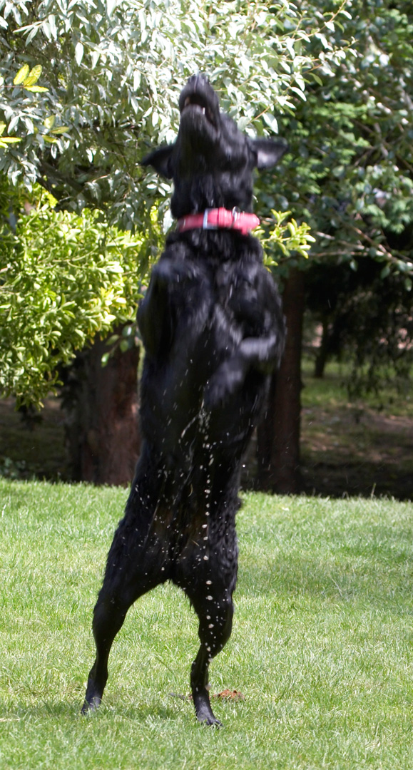 action, Animal, Animals, Canine, Canines, Dog, Dogs, Ffion, Jump, Jumping, Labrador, Labradors, Land Mammal, Land Mammals, Leap, Leaping, Play, Playing, Playtime, Terrestrial Mammal, Terrestrial Mammals