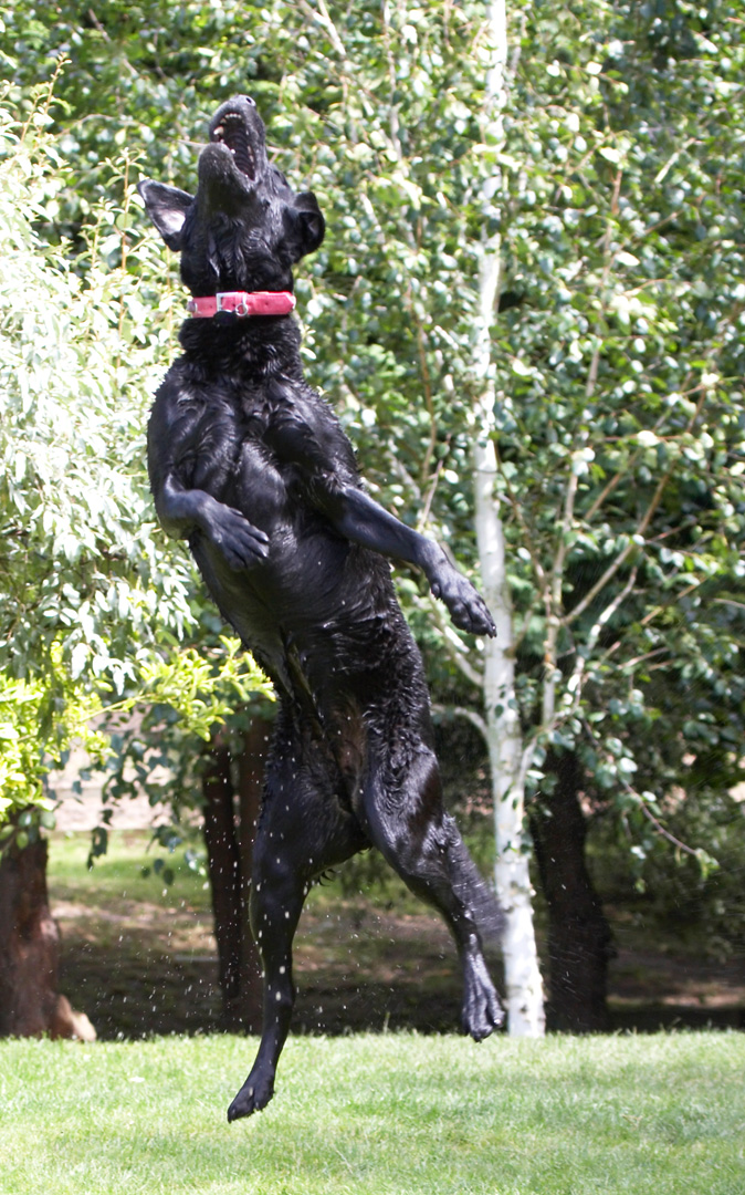 action, Animal, Animals, Canine, Canines, Dog, Dogs, Ffion, Jump, Jumping, Labrador, Labradors, Land Mammal, Land Mammals, Leap, Leaping, Play, Playing, Playtime, Terrestrial Mammal, Terrestrial Mammals