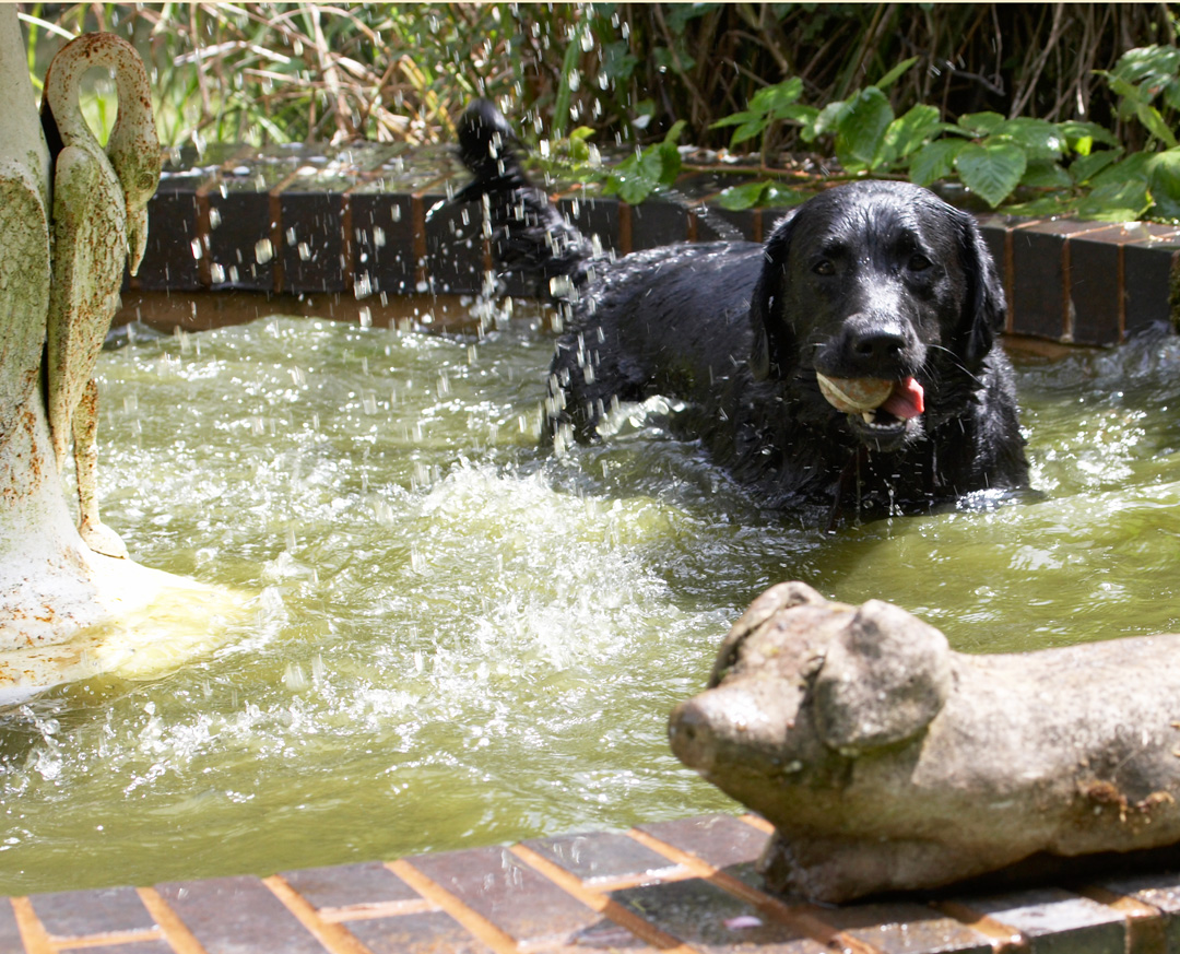 Animal, Animals, ball, Canine, Canines, Dog, Dogs, Labrador, Labradors, Land Mammal, Land Mammals, Millie, Play, Playing, Playtime, Swim, Swimming, Terrestrial Mammal, Terrestrial Mammals, Water