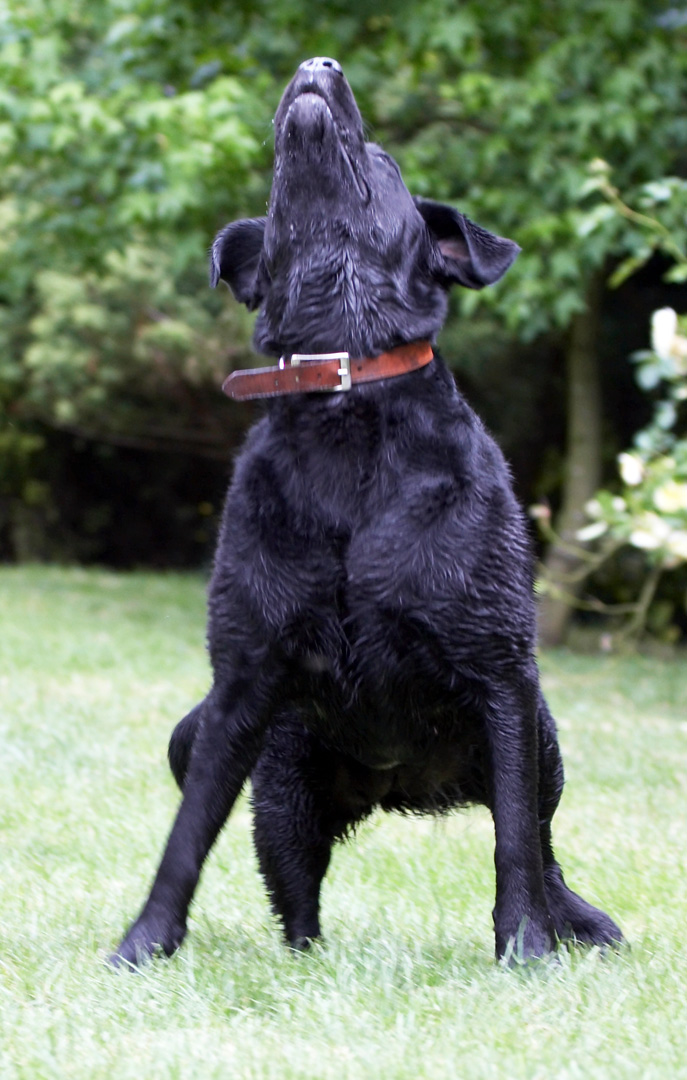 Animal, Animals, Canine, Canines, Dog, Dogs, Labrador, Labradors, Land Mammal, Land Mammals, Millie, Play, Playing, playtime, Terrestrial Mammal, Terrestrial Mammals