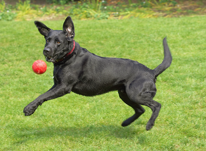 Dog, Dogs, Harvey, Labrador