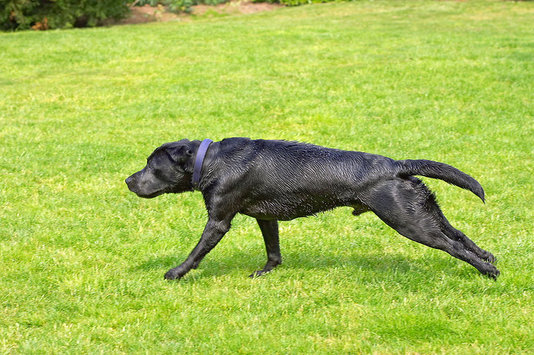 Buddy, Dog, Dogs, Labrador, Tongue