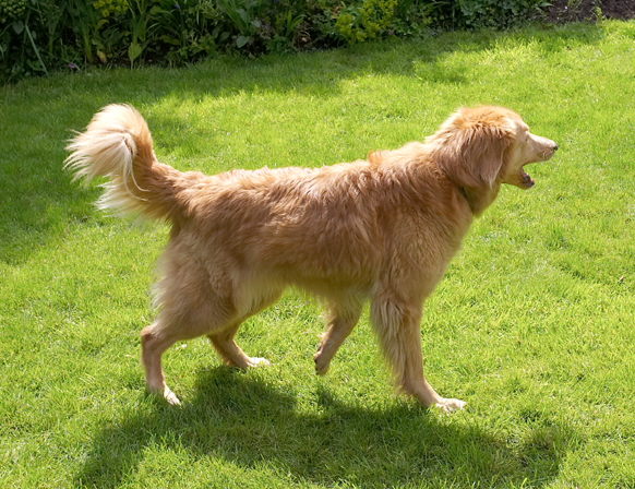Dog, Dogs, Hovawart, Lisa