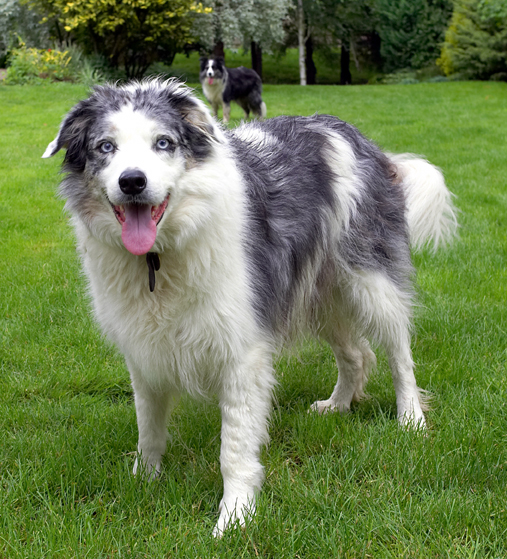 Border Collie, Collies, Dog, Dogs, Joseph, Tongue