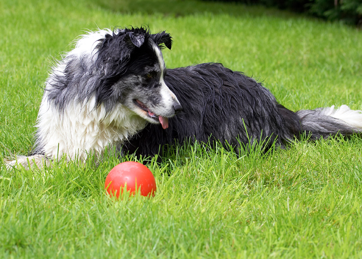 Ball, Border Collie, Collies, Dog, Dogs, Polly, Tongue