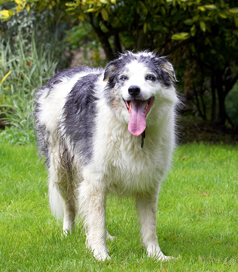 Border Collie, Collies, Dog, Dogs, Joseph, Tongue