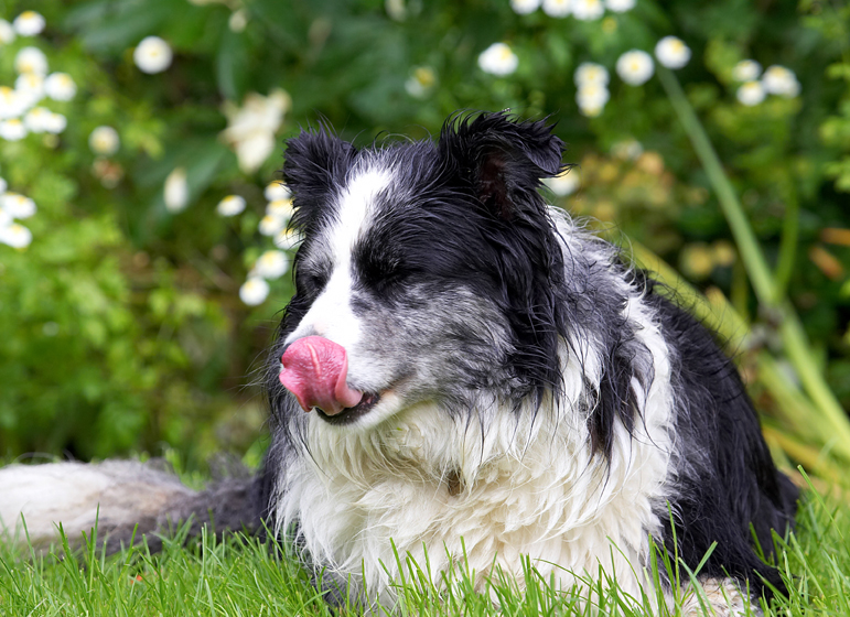 Border Collie, Collies, Dog, Dogs, Polly, Tongue