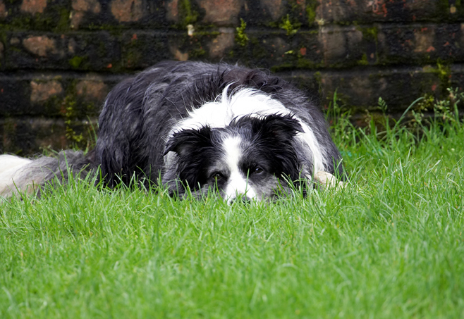 Border Collie, Collies, Dog, Dogs, Polly