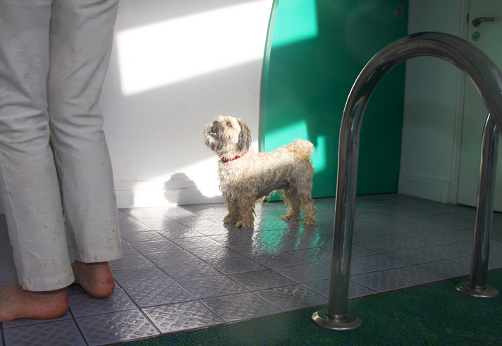 Dog, Dogs, Llasa apso, Monty, Pool, Swimming, Trigger