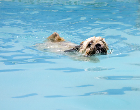 Dog, Dogs, Lhasa Apso, Monte, Swimming, Trigger