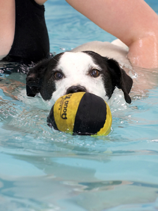 Jack Russell, Laura, Sam, Swimming, Terrier