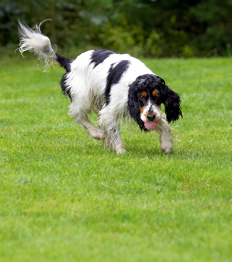 Cocker Spaniel, Dog, Dogs, Spaniels, Tongue, Ziggy