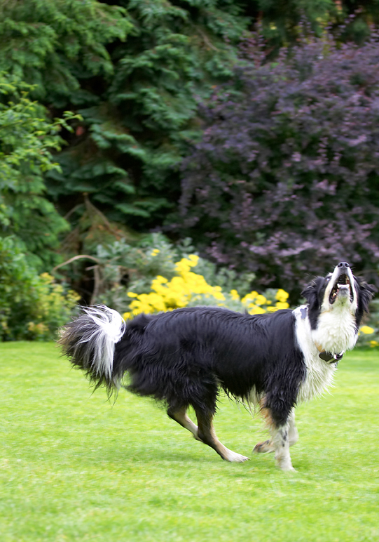 Border Collie, Collies, Dog, Dogs, Stinky, Tongue