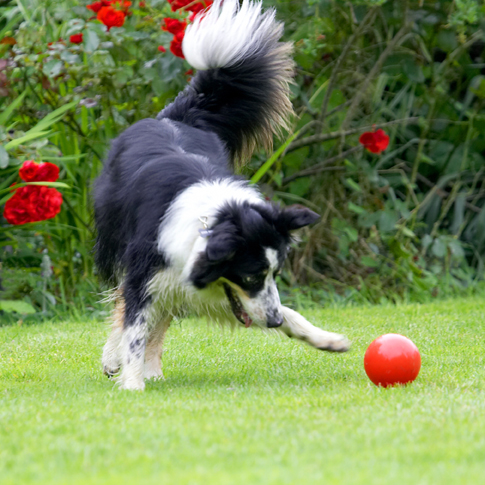 Border Collie, Collies, Dog, Dogs, Stinky, Tongue
