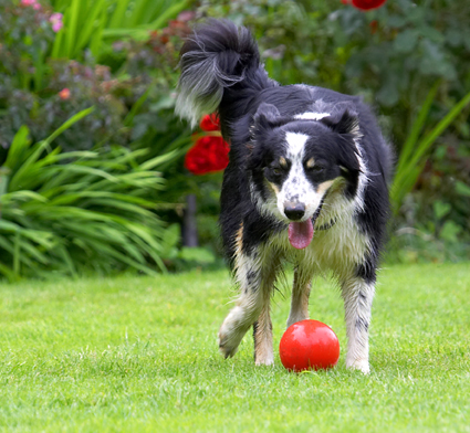 Border Collie, Collies, Dog, Dogs, Stinky, Tongue