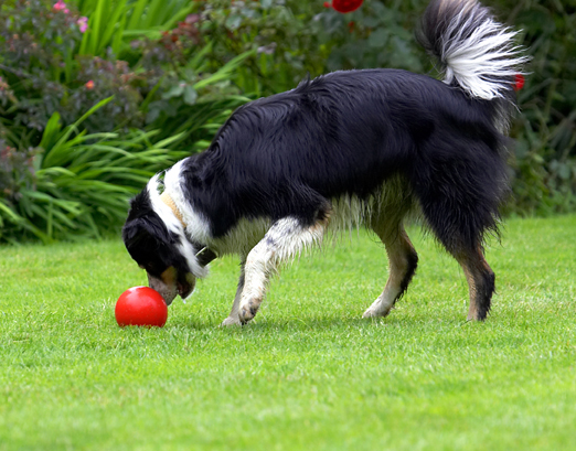 Border Collie, Collies, Dog, Dogs, Stinky, Tongue