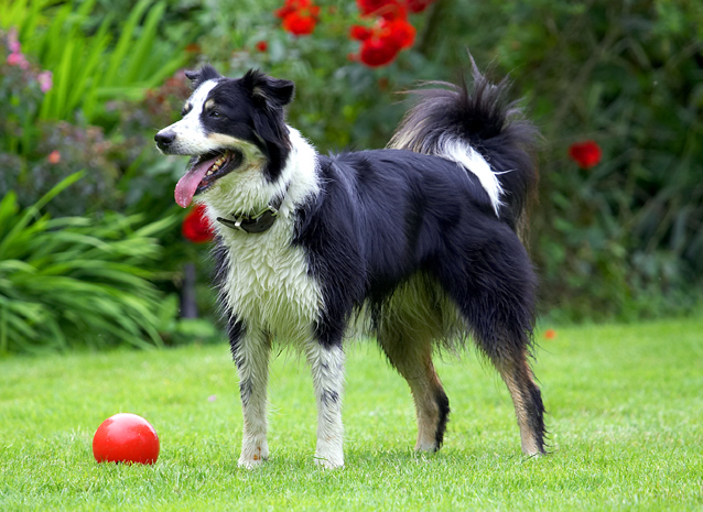 Border Collie, Collies, Dog, Dogs, Stinky, Tongue