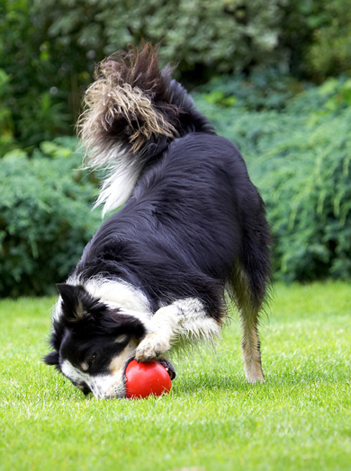 Oh, heck, just let's have a chew