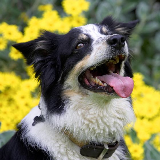 Border Collie, Collies, Dog, Dogs, Stinky, Tongue