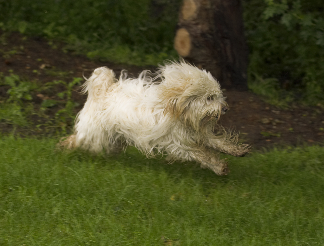 Dog, Dogs, Rupert, Terriers, Tibetan terrier