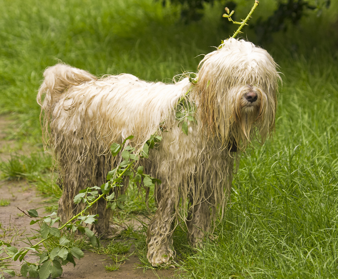 Dog, Dogs, Rupert, Terriers, Tibetan terrier